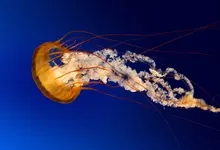 jellyfish 1600x900 wallpaper Art HD Wallpaper